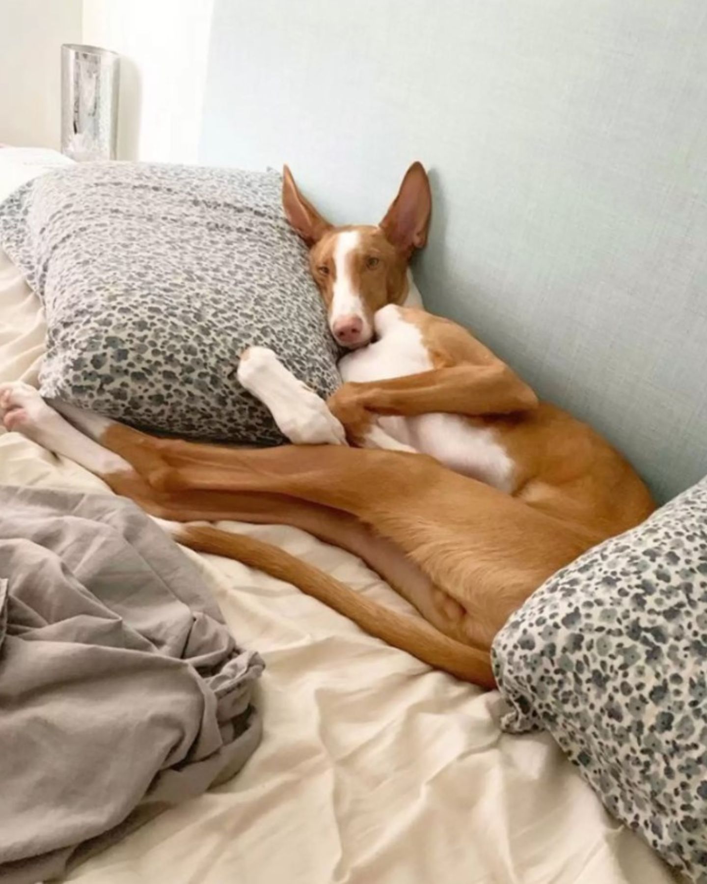 великий собака лежить