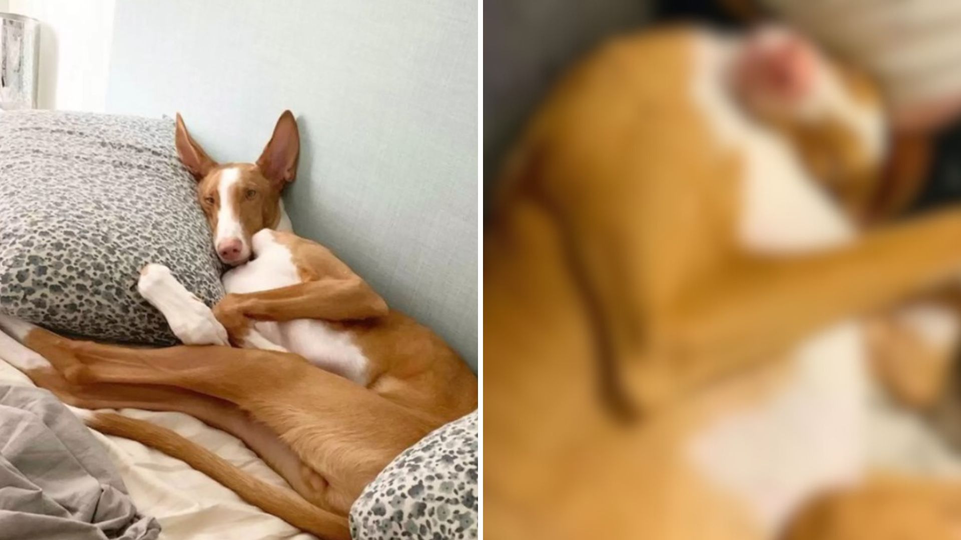 пес у дивній позі для сну