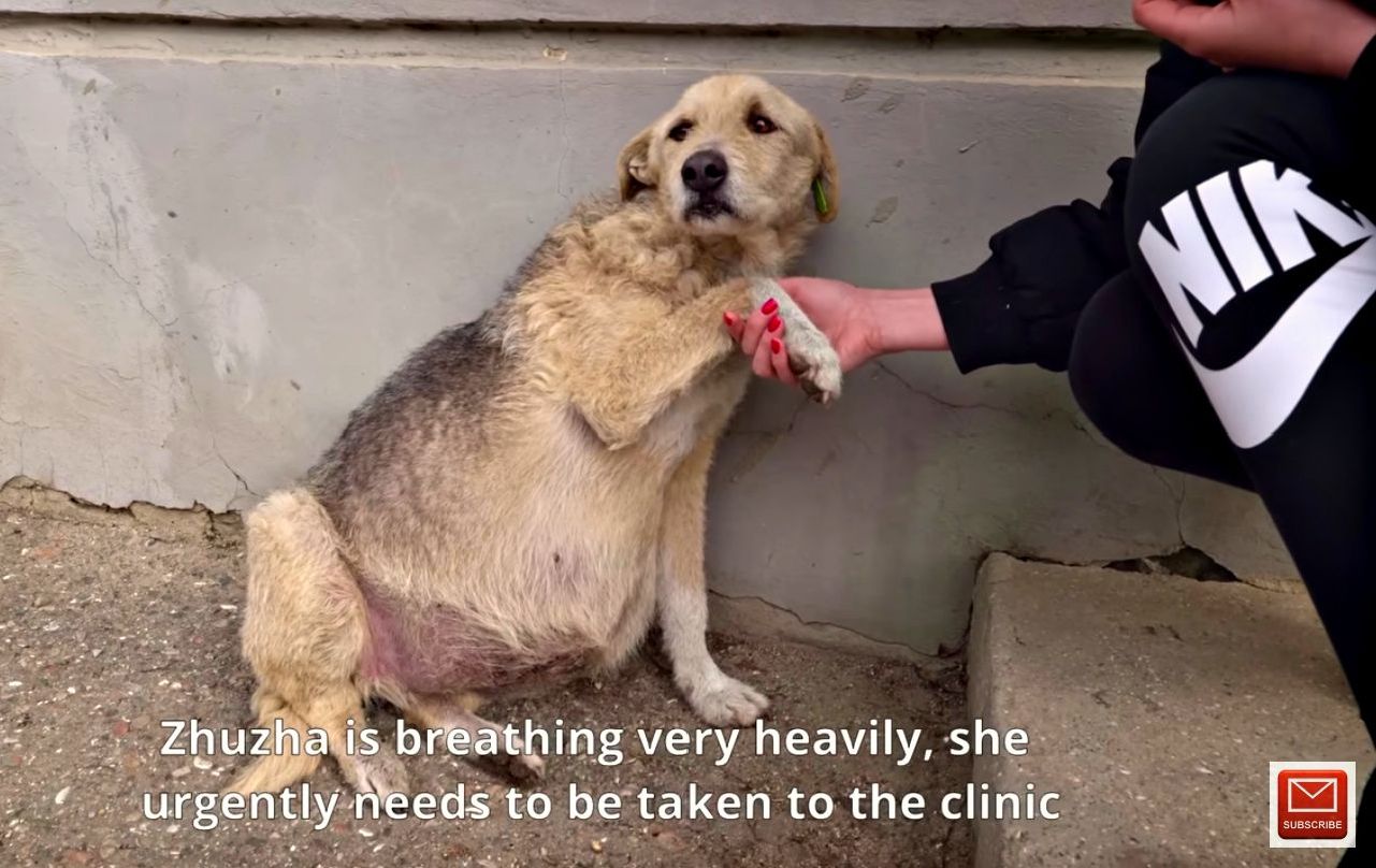 Zhuzha found wandering