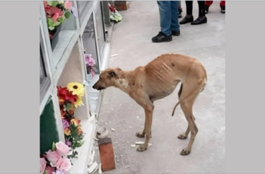 бездомная собака