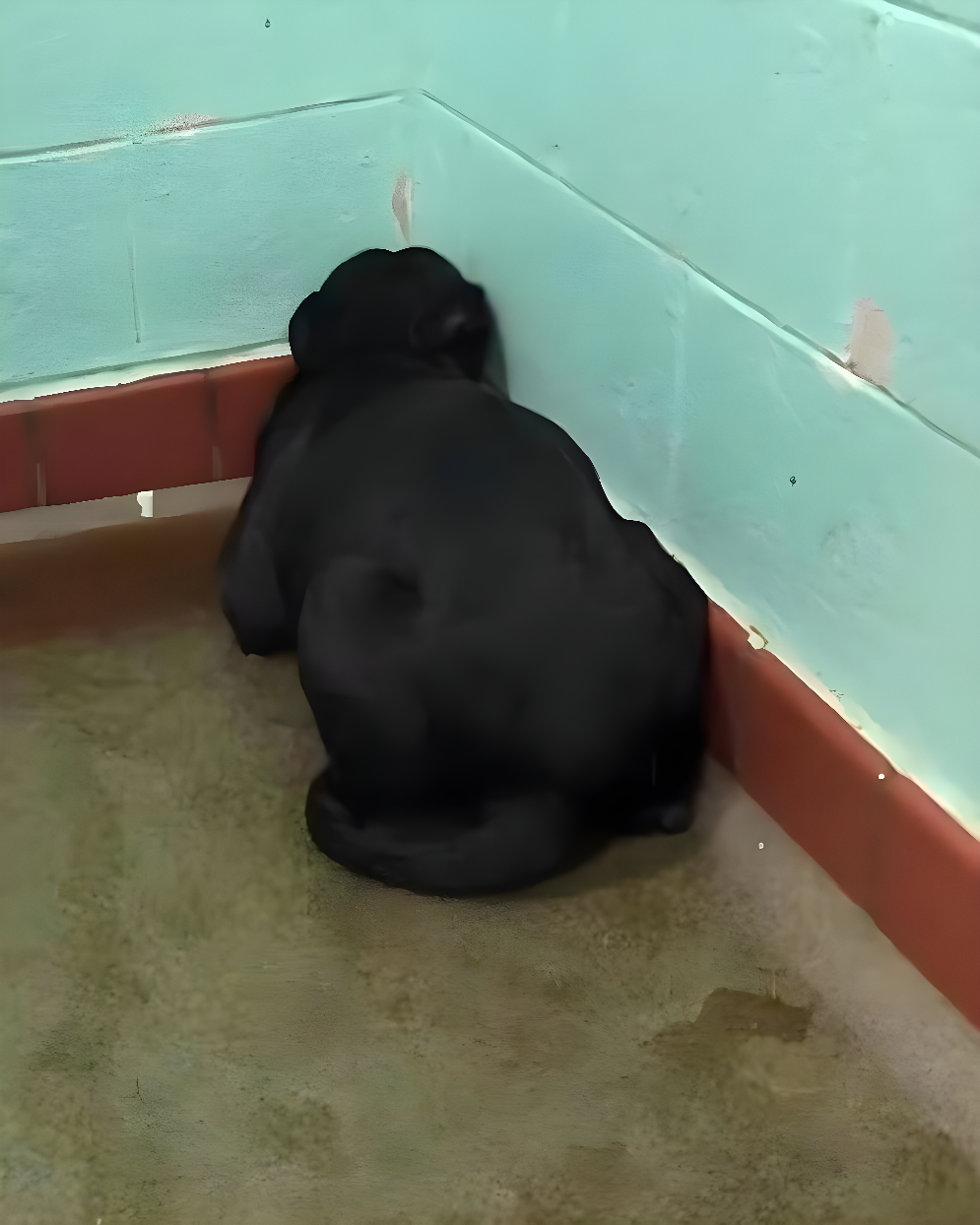 Собака June Cash