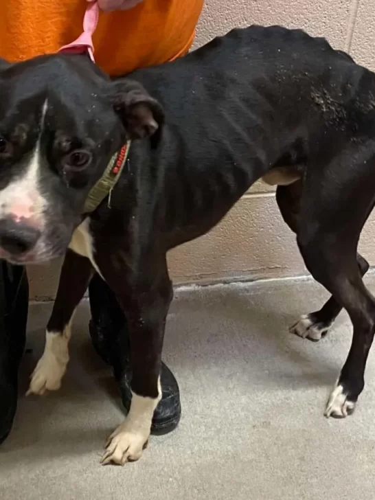 Собака в приюте