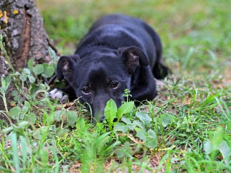 Собака в лесу