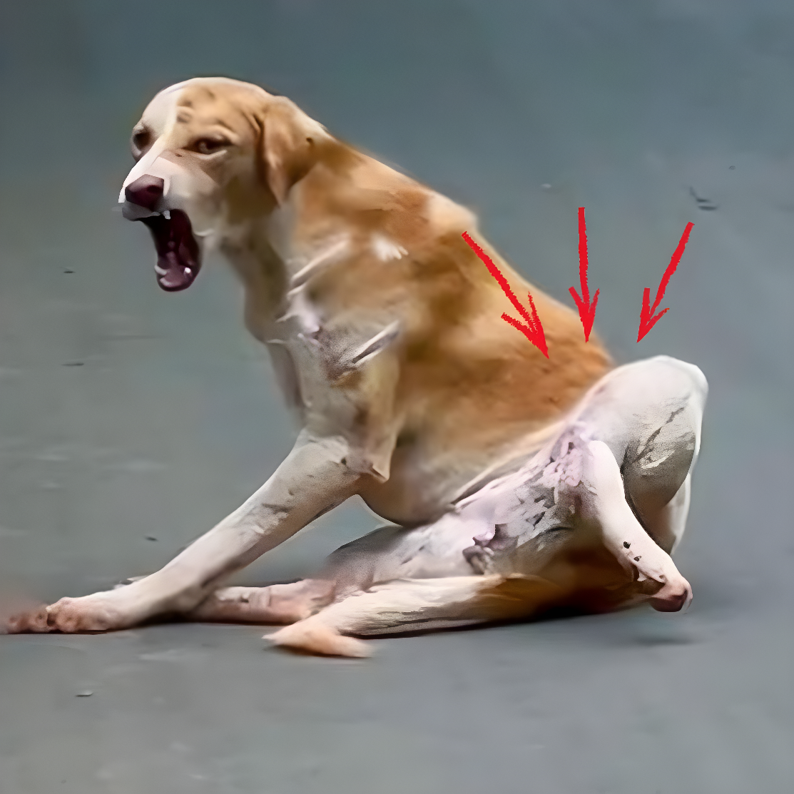 Маленький пес