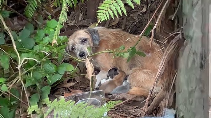 Kiedy matka psa woła o pomoc