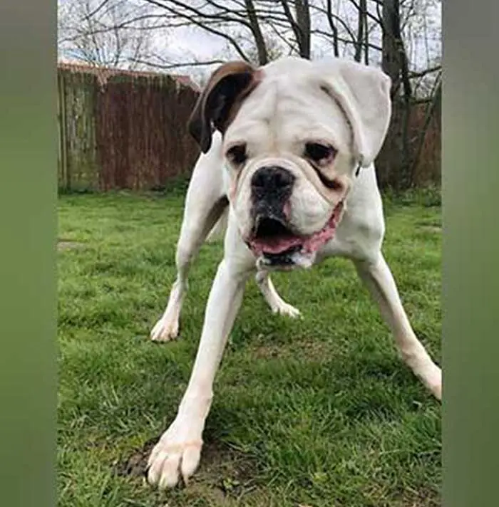 boxer with foster family