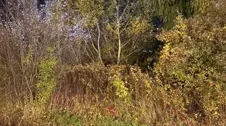 Заблудившийся пенсионер был найден в зарослях благодаря собаке