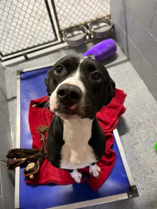 Линч в приюте