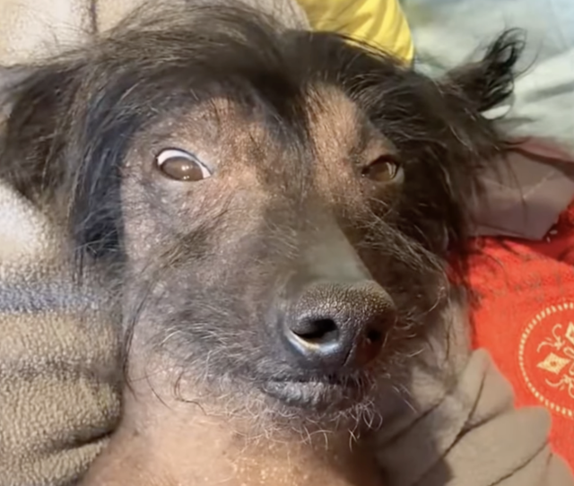 Собака выздоровела