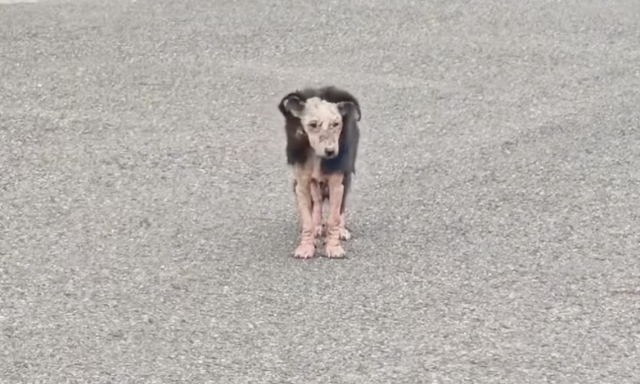 Бездомная собака на улице