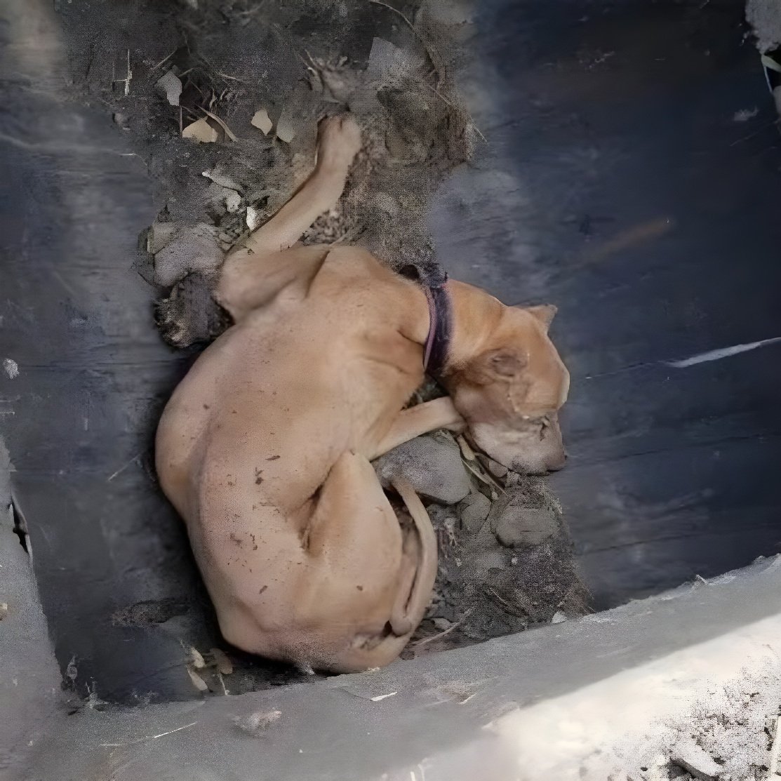 Старый пес в бедственном положении