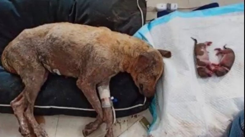 Sprawa brutalności wobec psów