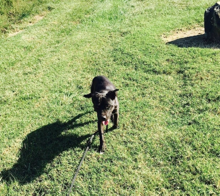 June Cash приветствует опекуна