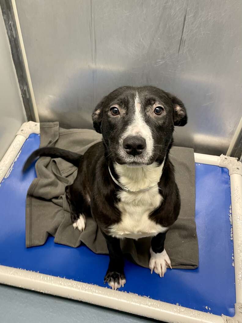 Мадлен Гарвис