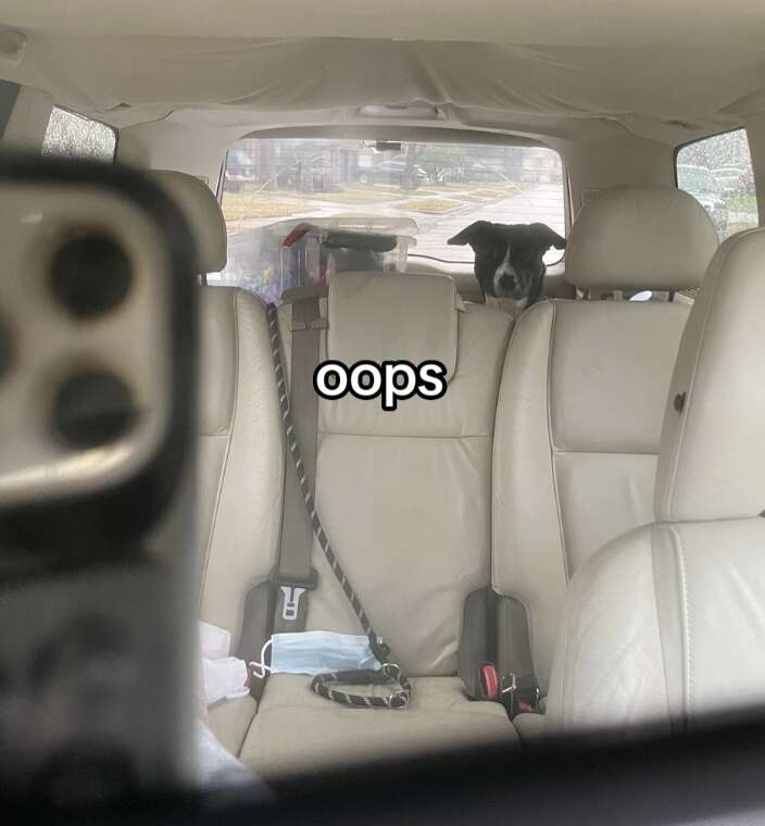 Мадлен Гарвис