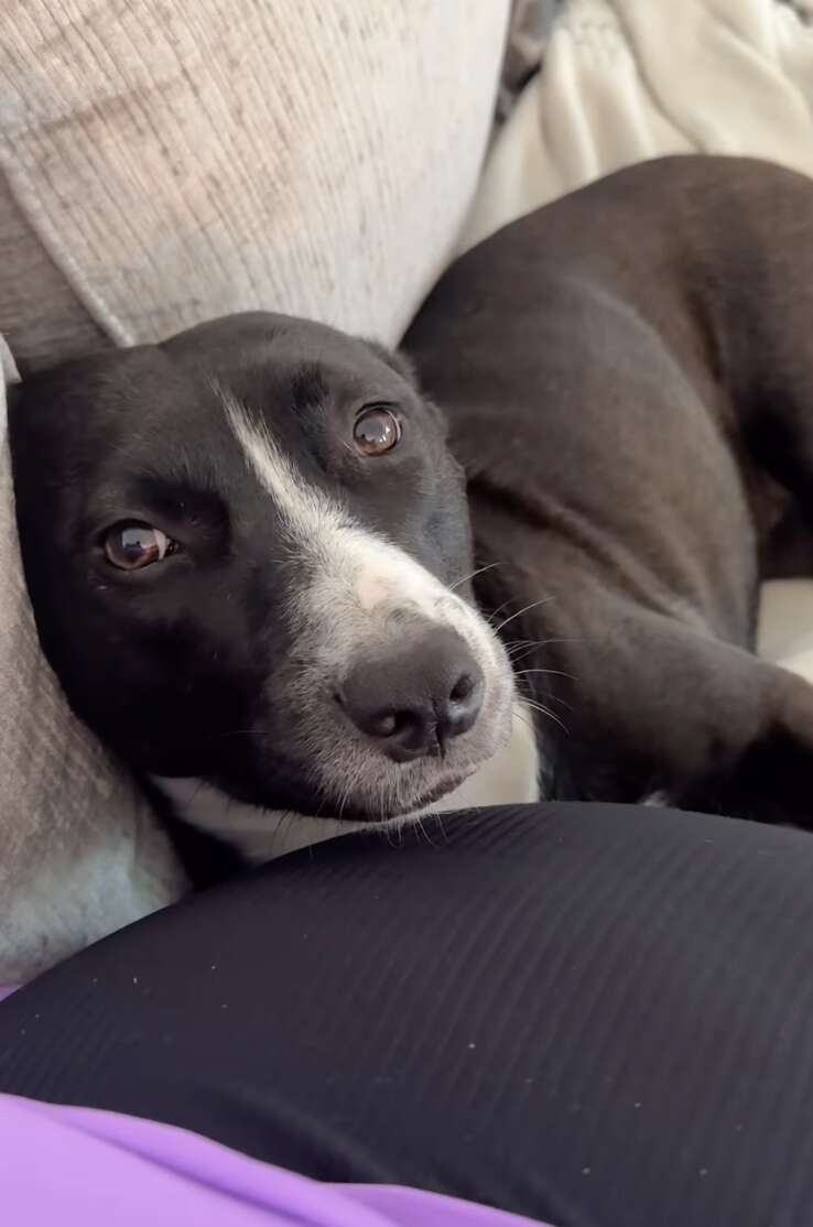 Мадлен Гарвис