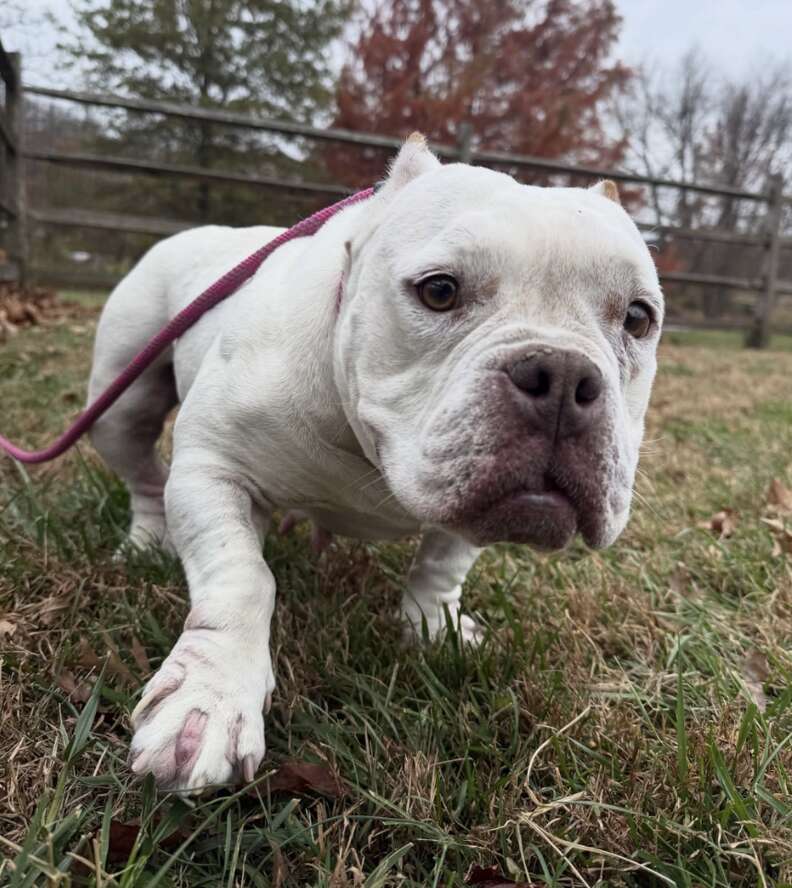 Белая собака