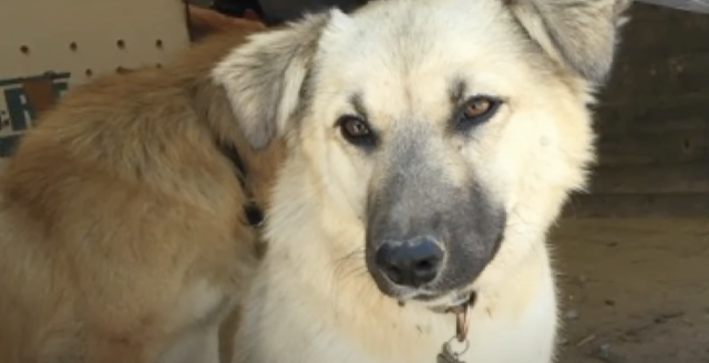 Собака в Ираке