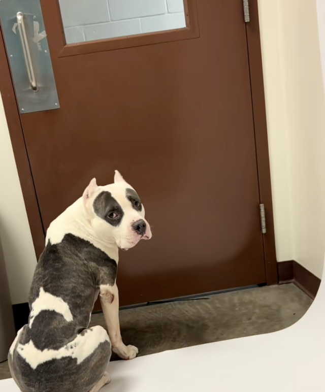 Рокки в ожидании