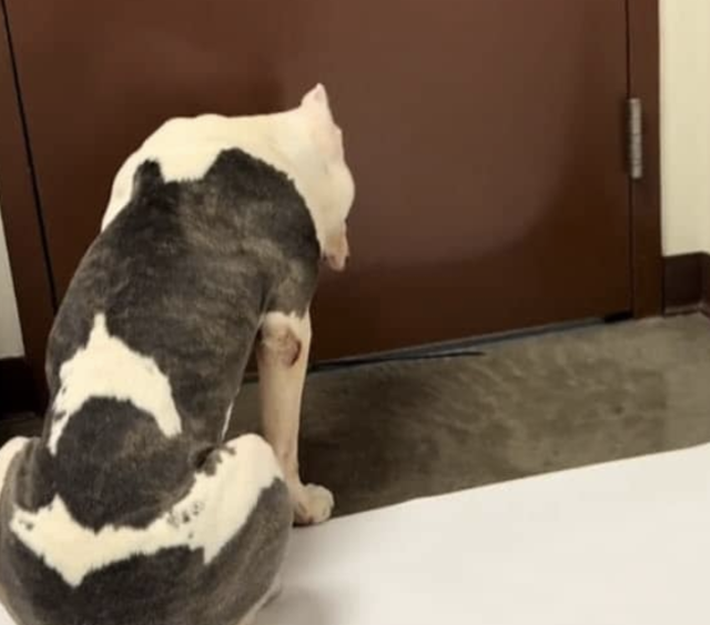 Рокки в приюте