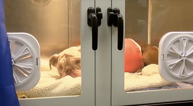 Запись с камер наблюдения