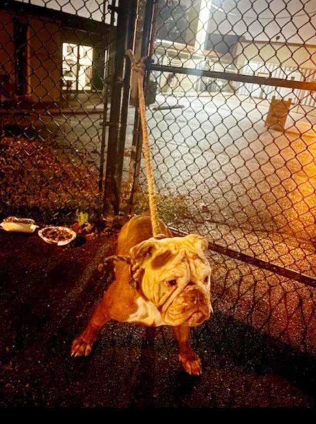 Яблочный Пирог