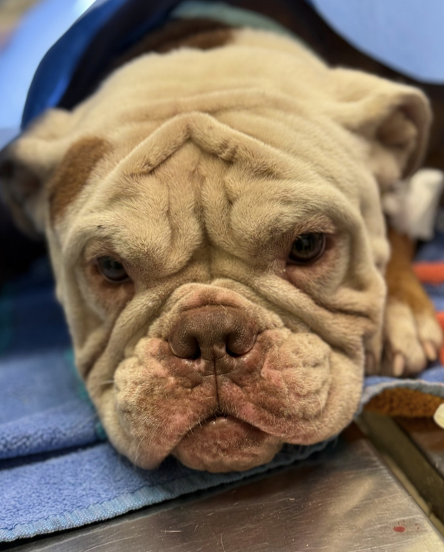 Яблочный Пирог после лечения