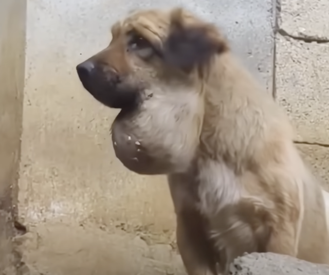 Спасение пса