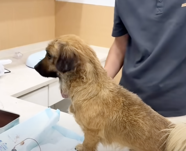 Воссоединение с семьёй