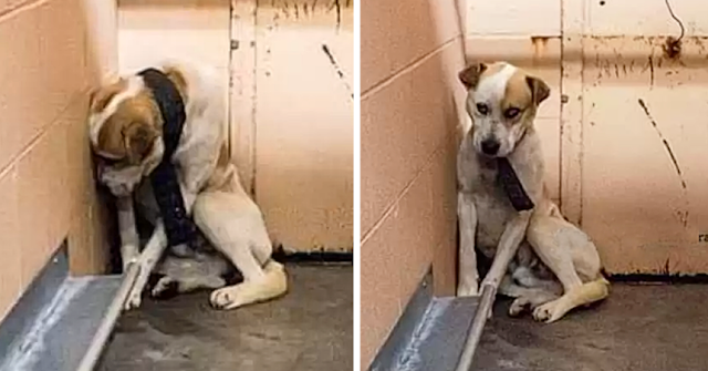 Стюарт в приюте