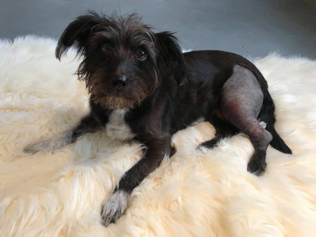 Трио Фонда Животных