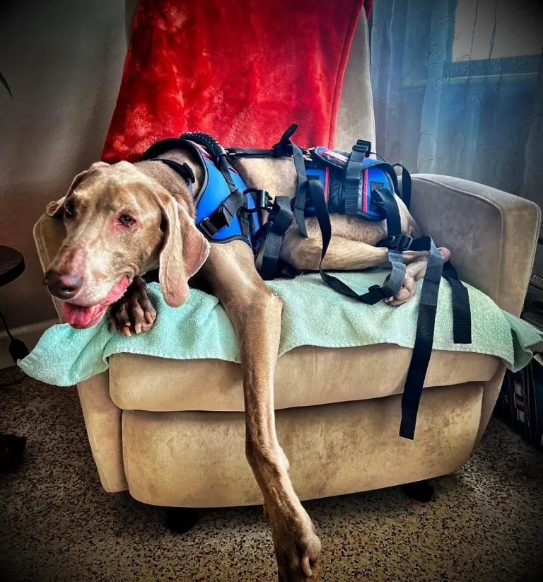 Dax leżący na sofie