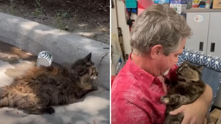 frail cat found at Starbucks