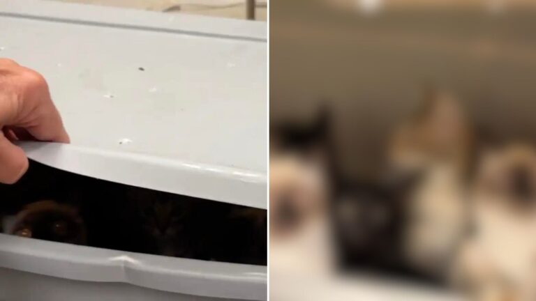 кошки в коробке