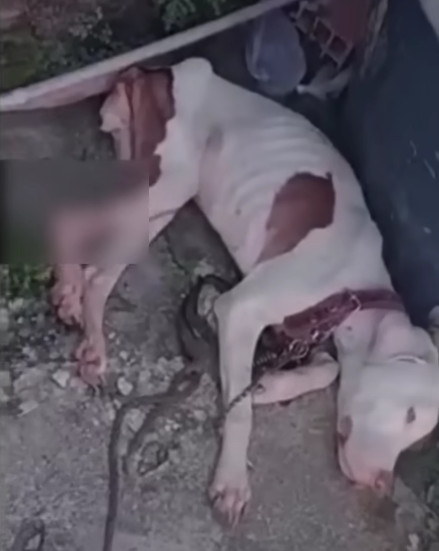 Lolo w klinice weterynaryjnej