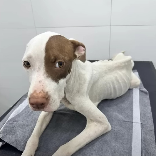 Lolo z nową rodziną