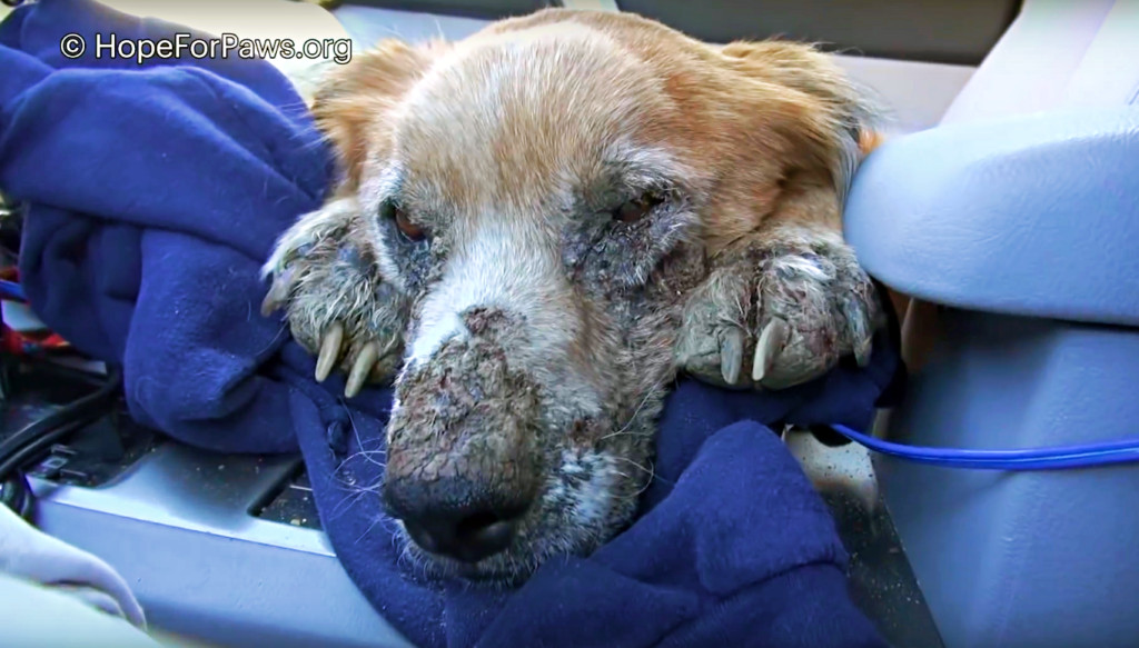 Ratownicy oferują jedzenie psu