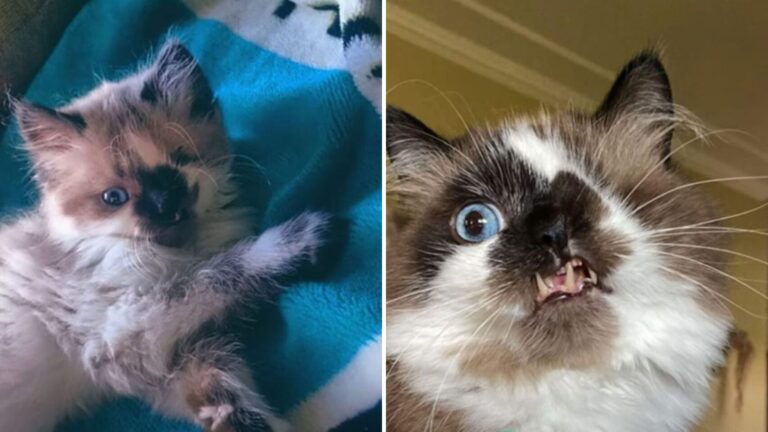 Котенок с уникальной внешностью