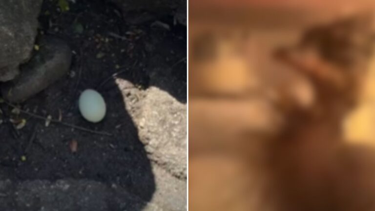 Мужчина находит загадочное яйцо