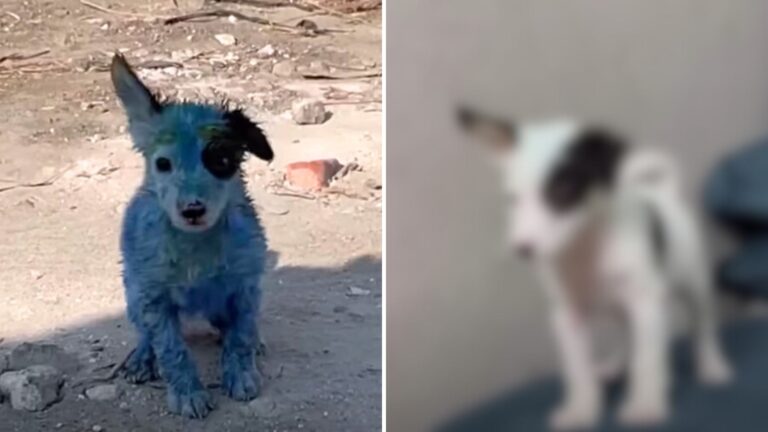 Nieszczęśliwy szczeniak