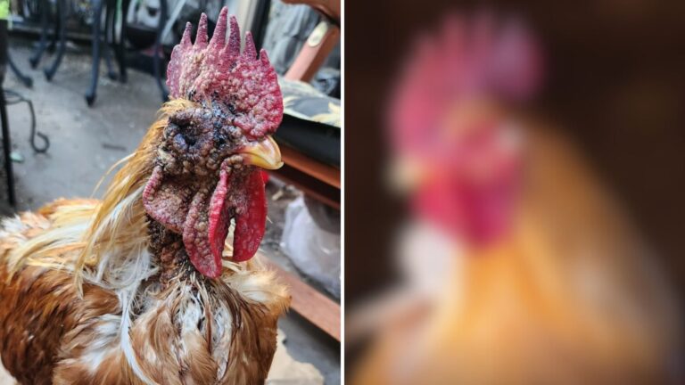 Трансформация спасенных петухов