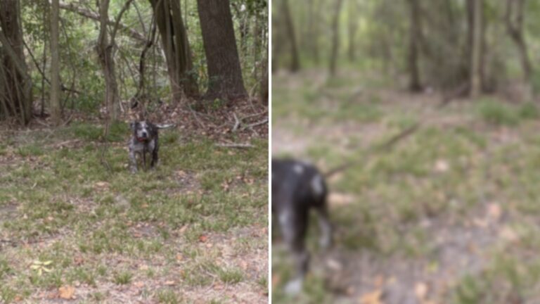 команда рятувальників в сльозах, побачивши, що хтось зробив з собакою