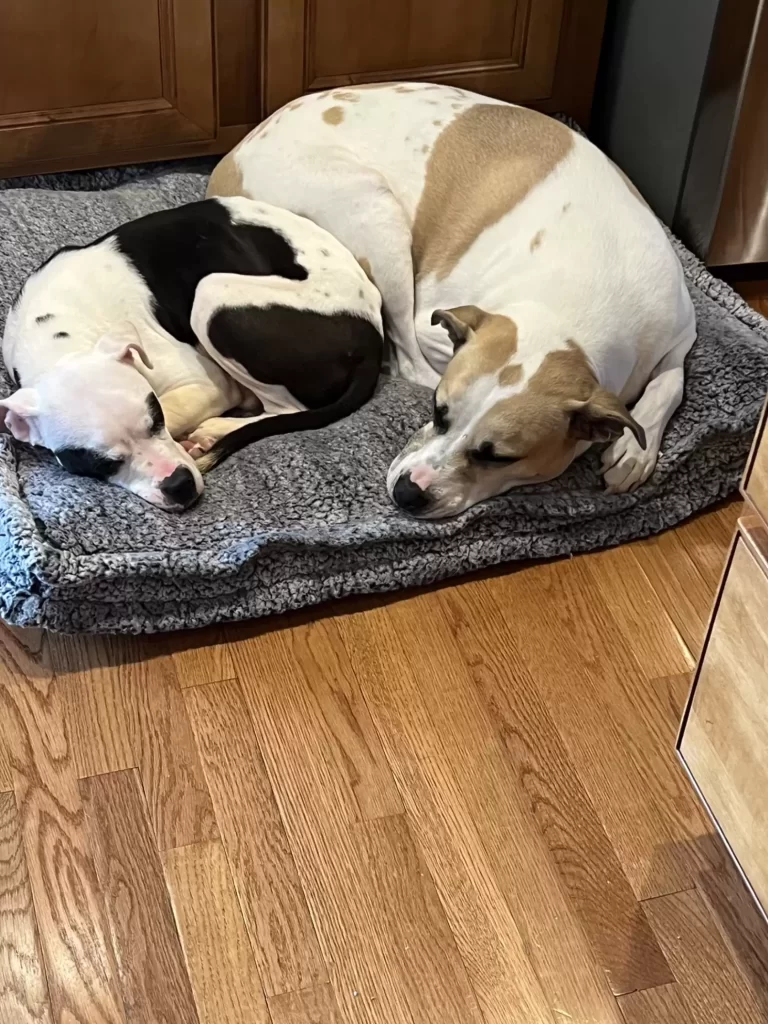 Структурна рятувальна служба Сент-Луїса