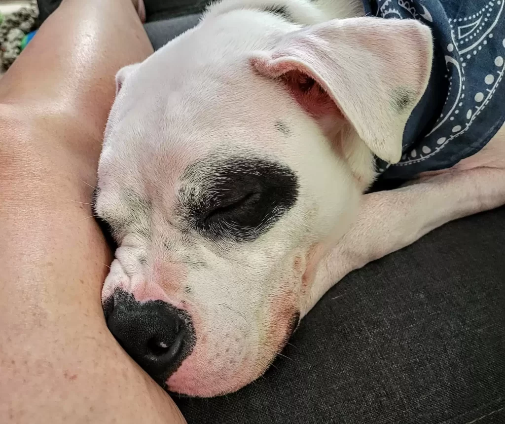 Структурна рятувальна служба Сент-Луїса