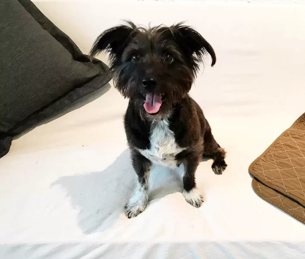 Трио Фонда Животных