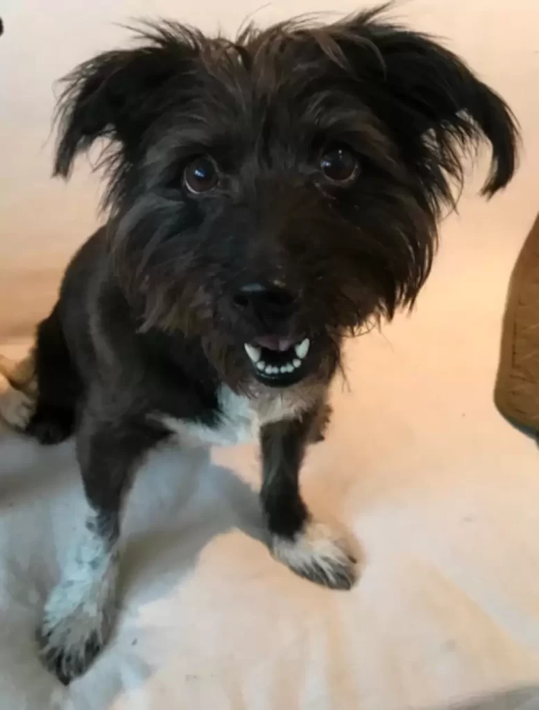 Трио Фонда Животных