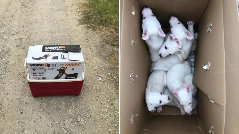 Спасение щенков из коробки в Техасе