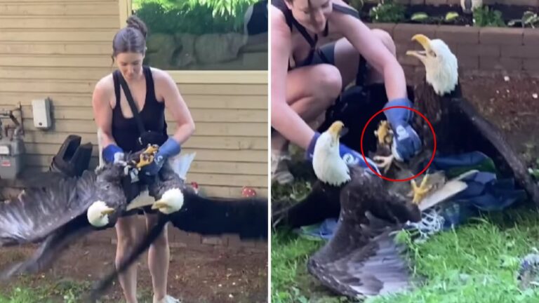 Два могучих орлана-балобана запутались друг с другом