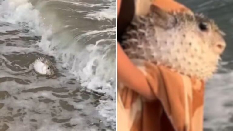 venomous sea creature